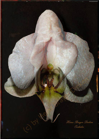 Orchideen_scan_Versuch_1klein.jpg
