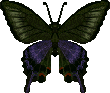Peacock_Butterfly_City_Folk_texture.png