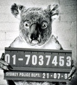 Arrested_Koala.jpg