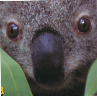 koala_nah.jpg