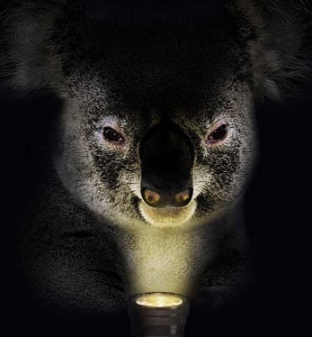 spooky_koala.jpg